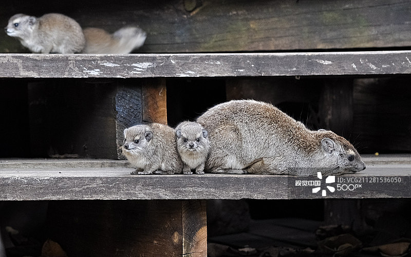 蹄兔群图片素材