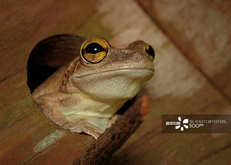 古巴树蛙图片素材