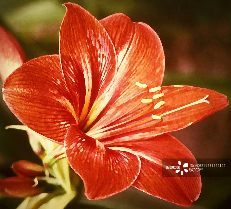 Maama的朱顶红图片素材