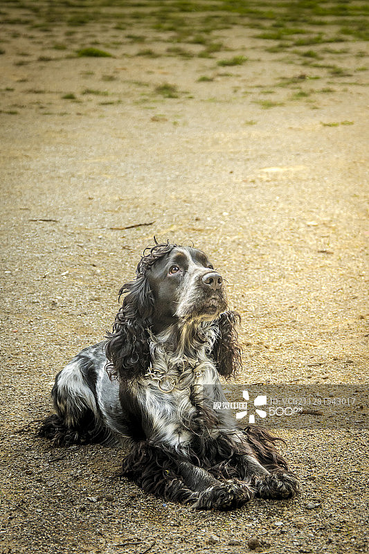 杰克可卡犬图片素材