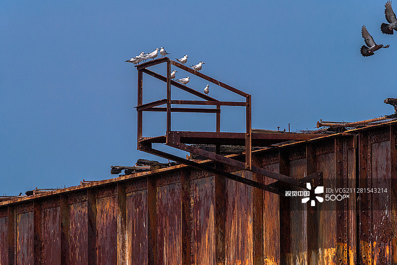 在废弃栈桥上的海鸥（布雷斯岛）图片素材