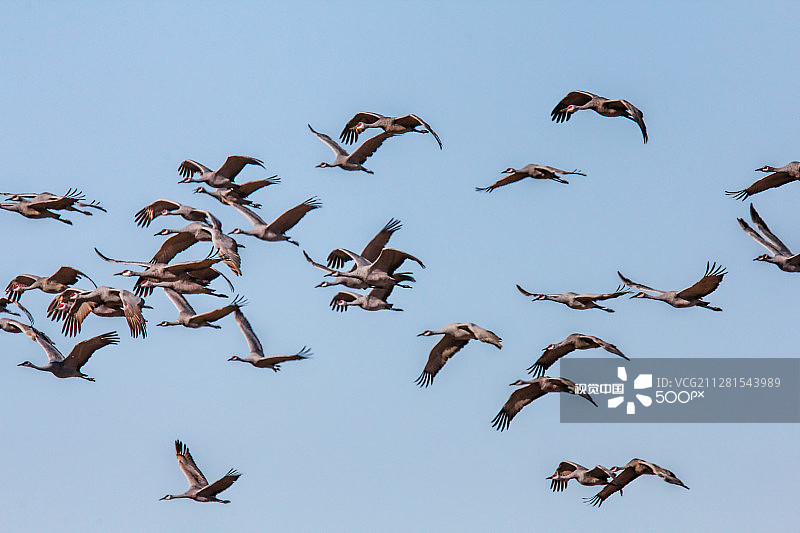 飞翔的沙丘鹤图片素材