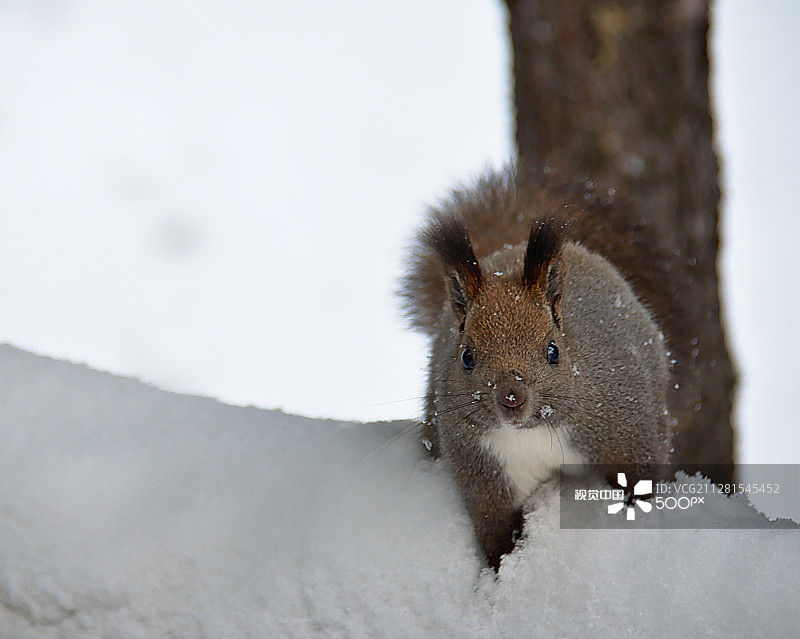西伯利亚的冬天来了图片素材