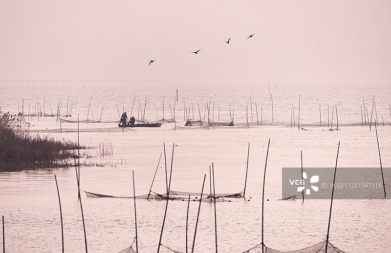 湖光鹭影图片素材