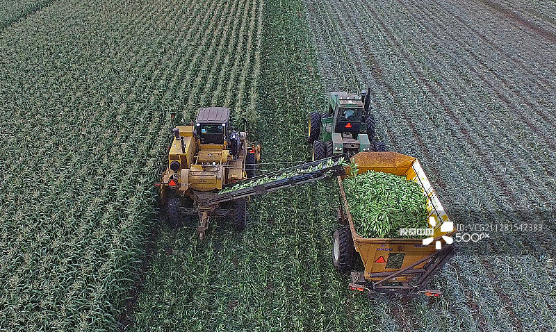 甜玉米图片素材