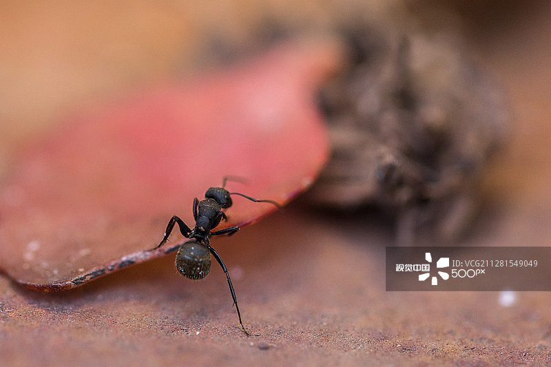 偷偷靠近图片素材