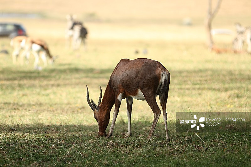 邦特羚羊图片素材