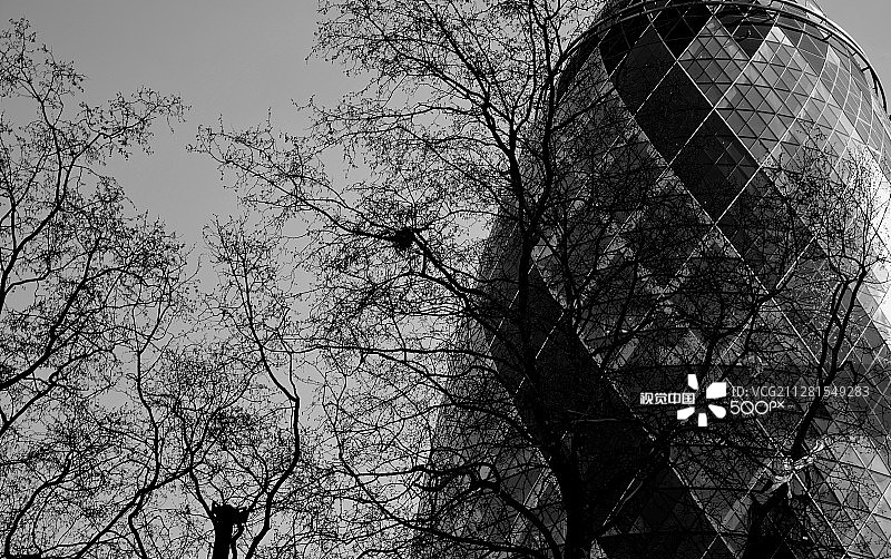 树与瑞士再保险大厦图片素材