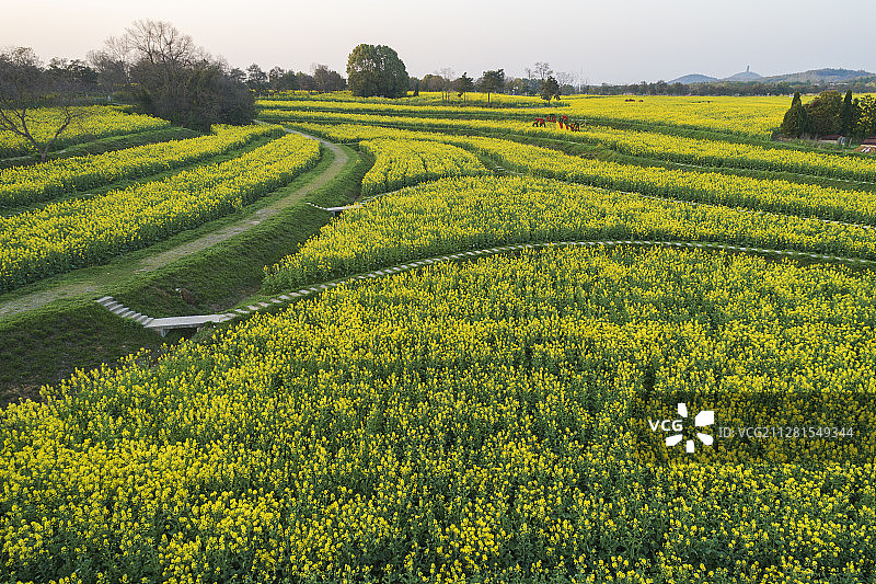 油菜花田图片素材