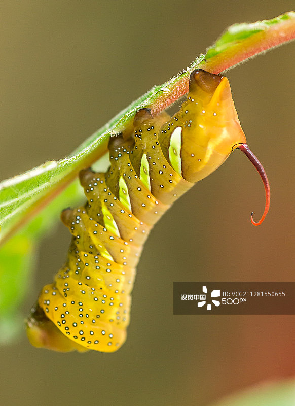 享用美食图片素材