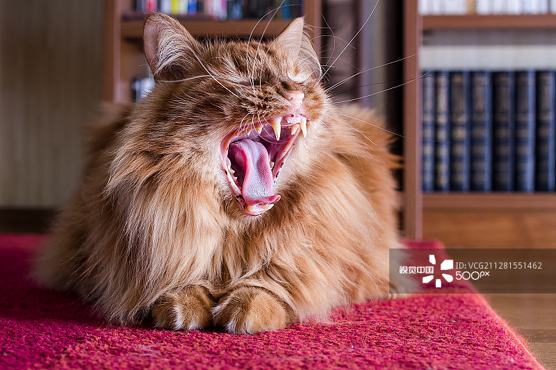 在垫子上打哈欠的猫图片素材