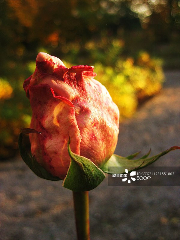 玫瑰花特写图片素材