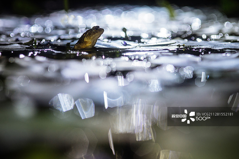 邦科蟾蜍图片素材