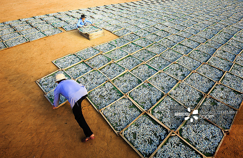 李山岛上晾晒的鱼干图片素材