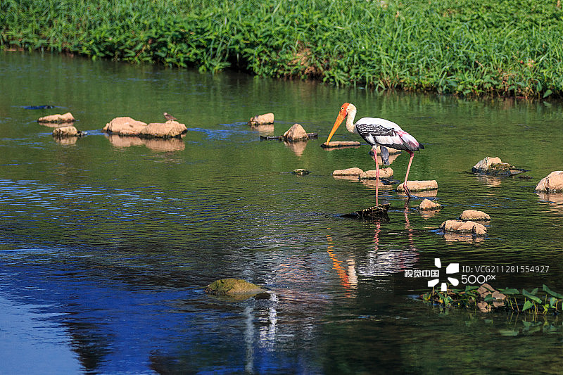 黄嘴鹳图片素材