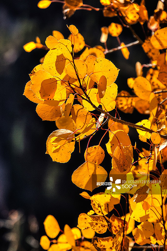 秋叶白杨树丛图片素材