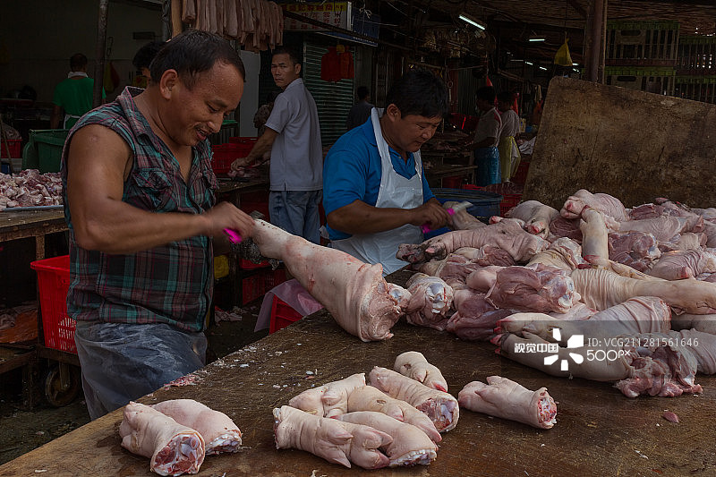 猪的足部护理图片素材