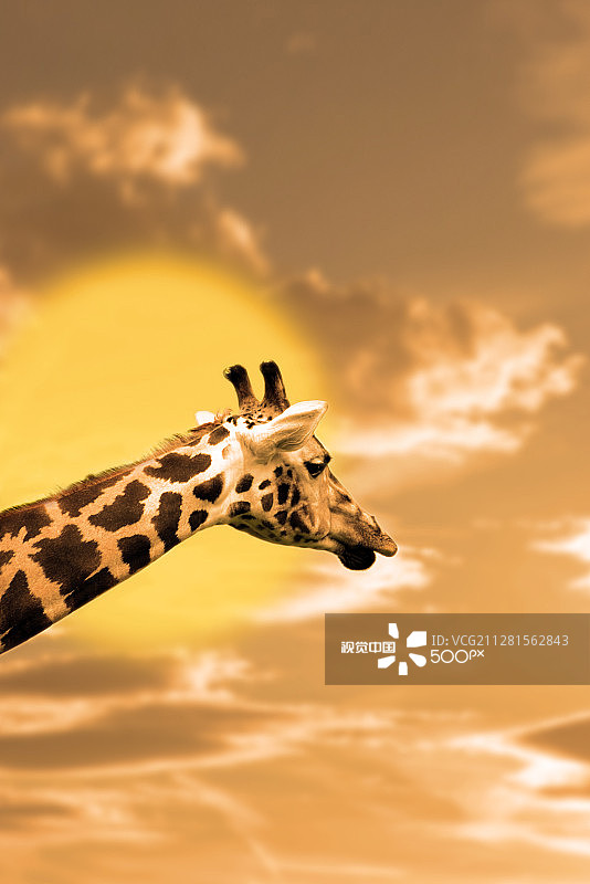 日落时分的斑马肖像图片素材