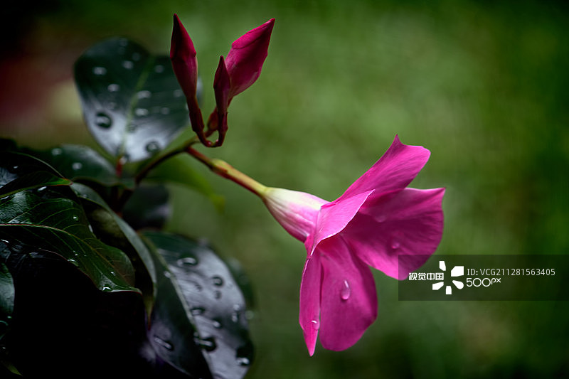 带有花蕾的曼德维尔花图片素材