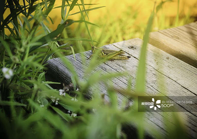 码头上的蚱蜢图片素材
