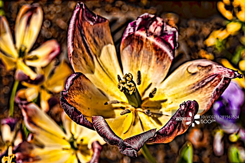 梅角鹦鹉郁金香图片素材