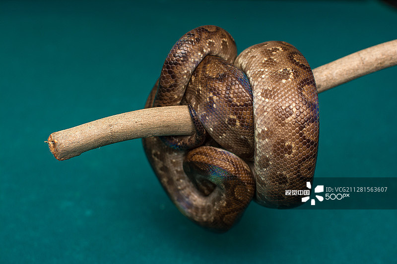 彩虹蚺图片素材