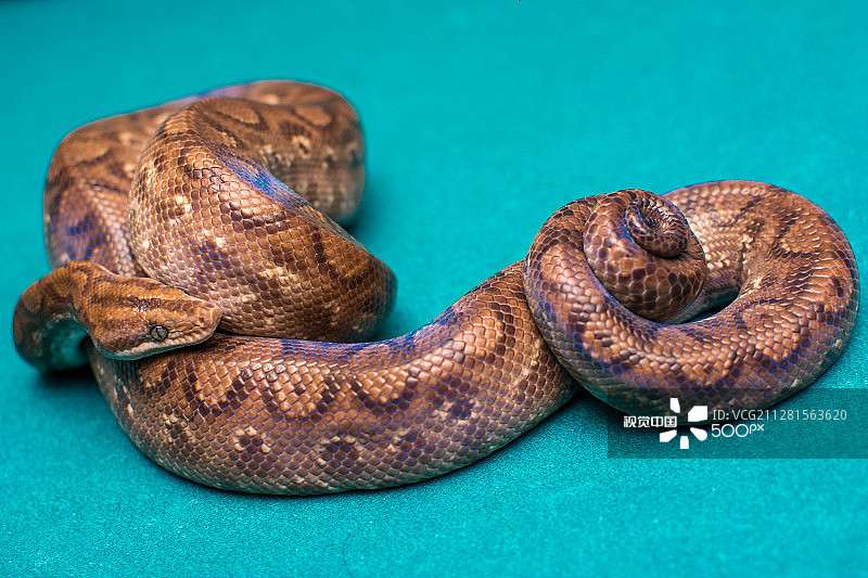 彩虹蚺图片素材