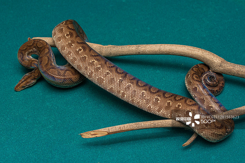 彩虹蚺图片素材