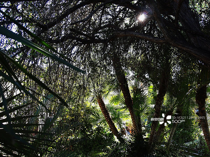 迷你丛林图片素材