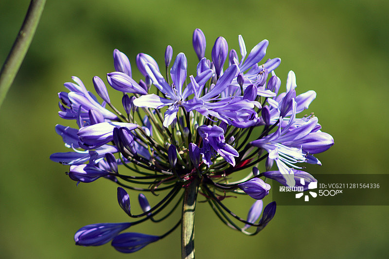 爱情花图片素材