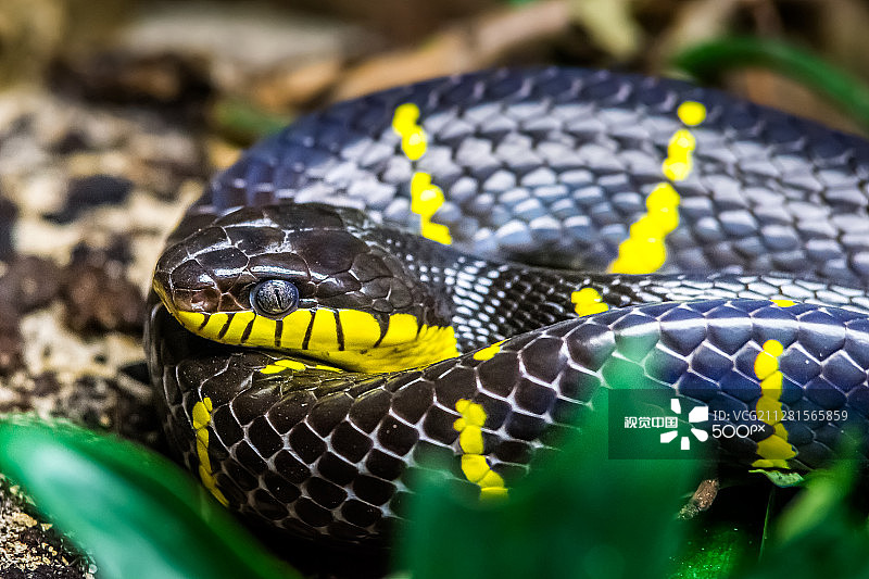 红树林蛇图片素材