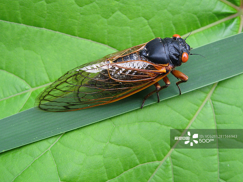 十七年蝉图片素材