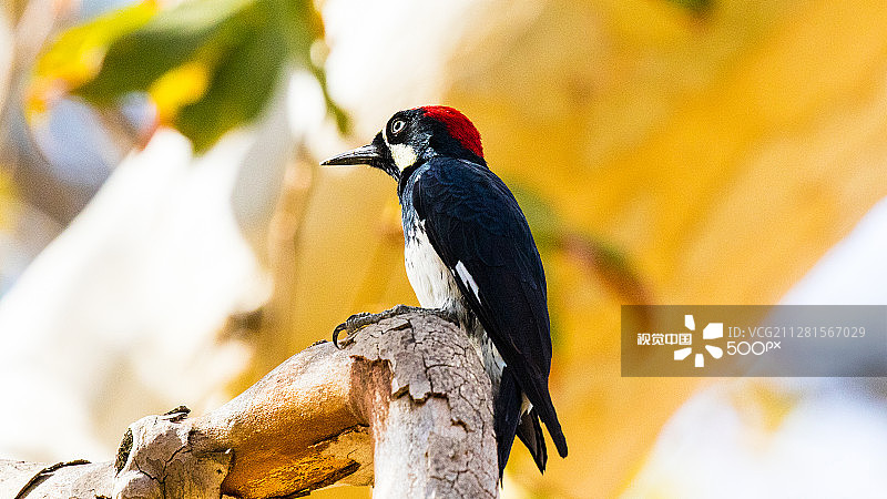 7D2_0442.jpg图片素材