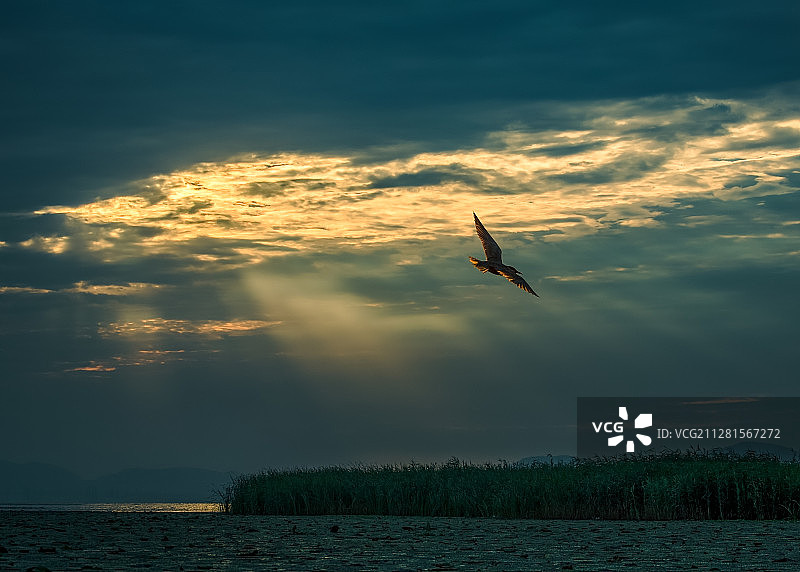 湖面上一只在霞光中飞翔的鸟图片素材