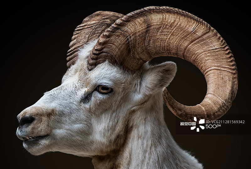 加拿大盘羊图片素材