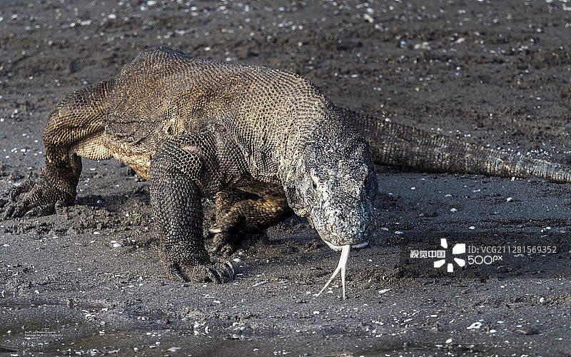 科莫多岛的科莫多龙，印度尼西亚图片素材