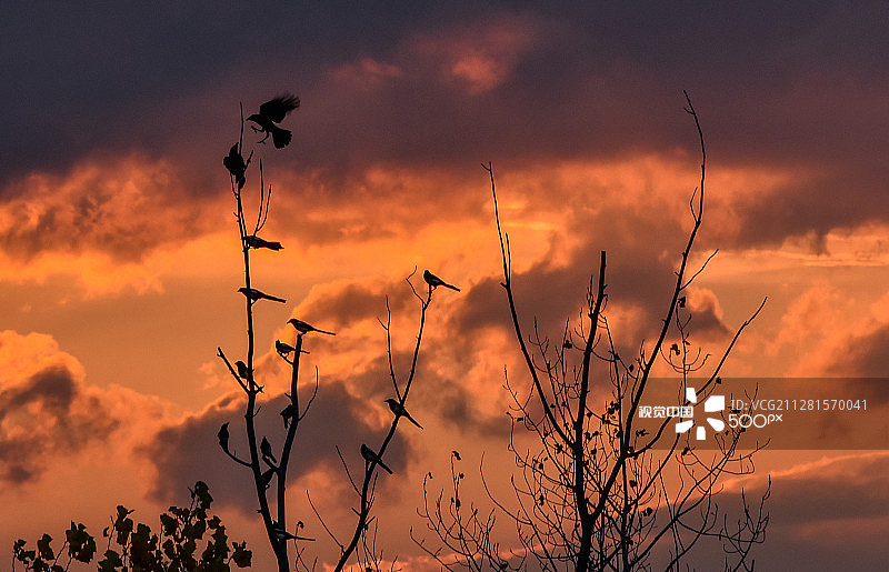 鸟和秋天图片素材