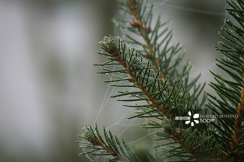 秋季微距针叶树图片素材