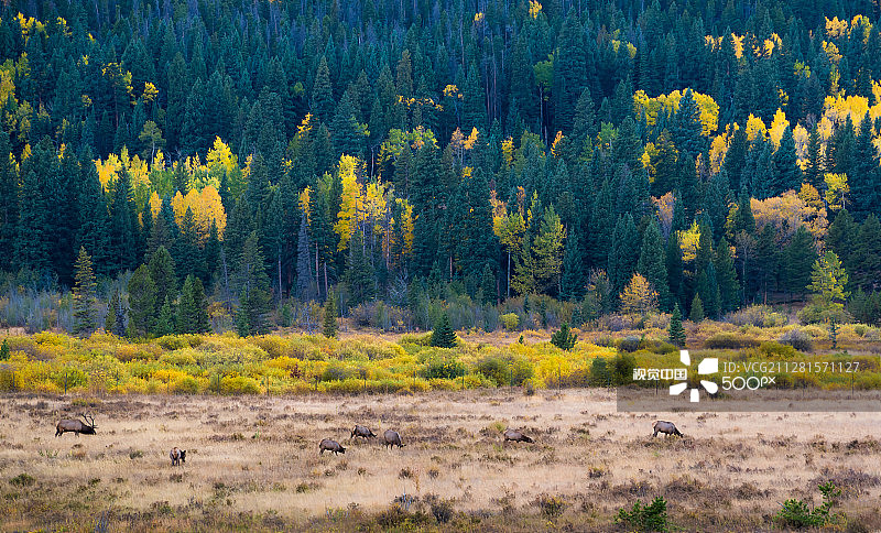 野生动物图片素材