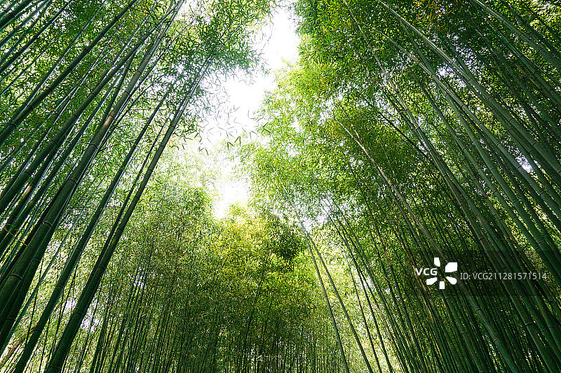 山东省临沂市沂南县铜井镇竹泉村竹林图片素材