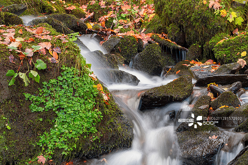 森林里的秋天图片素材