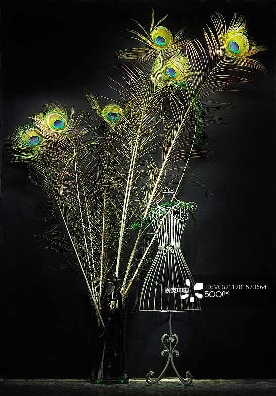 孔雀羽毛图片素材