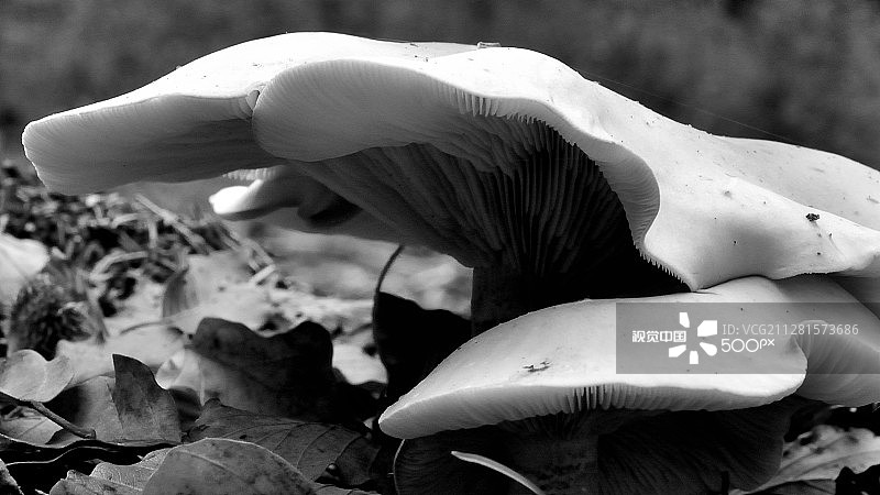 白色蘑菇 2图片素材
