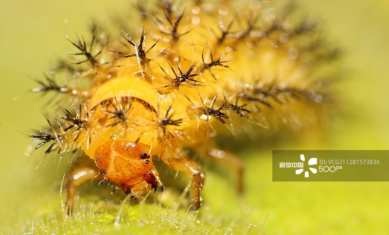 南瓜瓢虫幼虫进食图片素材