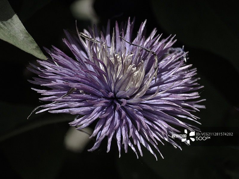 紫色铁线莲图片素材