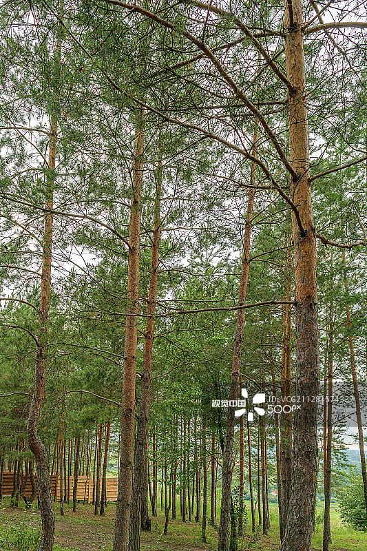 针叶树木图片素材