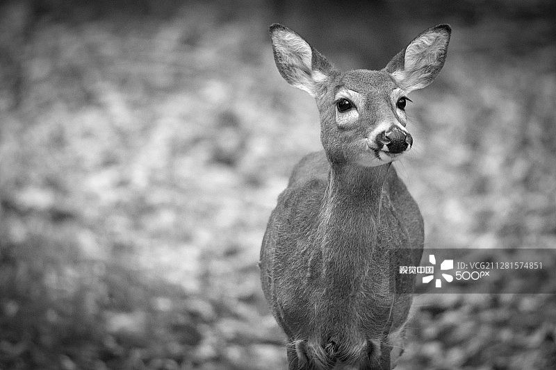 温顺的母鹿图片素材