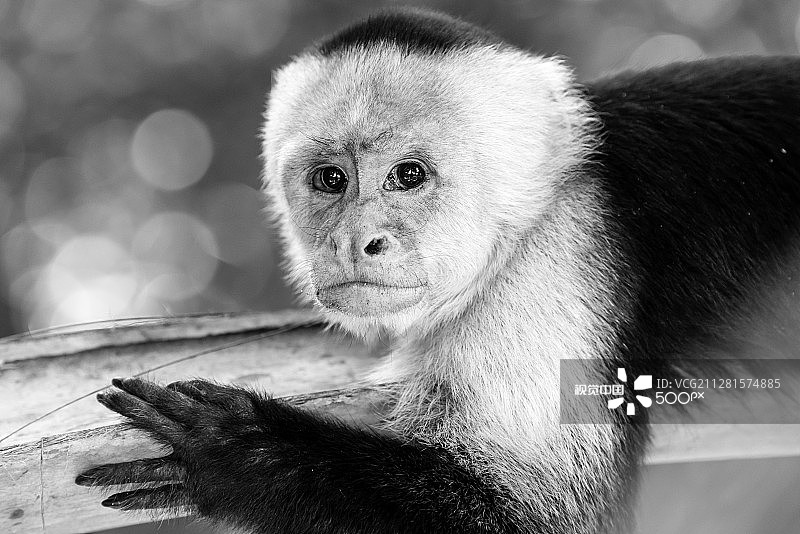 白面卷尾猴图片素材