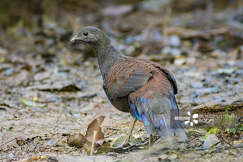 马来西亚文冬武吉丁宜乡村图片素材