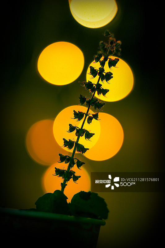 圣洁的植物——图尔西图片素材